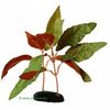 Alternanthera