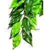 Hagen Exo Terra Ficus