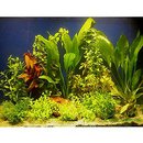 Assorted Live Aquarium Plants for 100 - 120 cm Aquarium