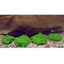 Live Aquarium Plants for Shrimp Japanese Style