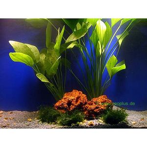 Live Aquarium Amazon-Mother Plant Set