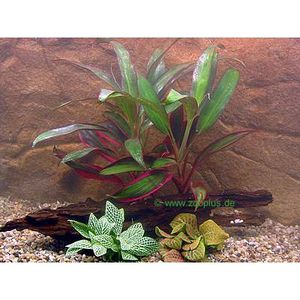Live Aquarium Plants Aquarium bouquet.