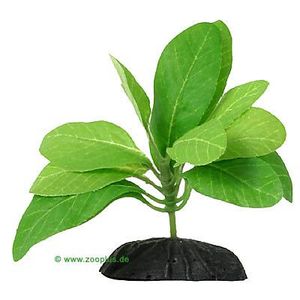 Samolus Aquarium Plant